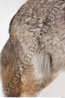 Wolf leg photo reference 0010